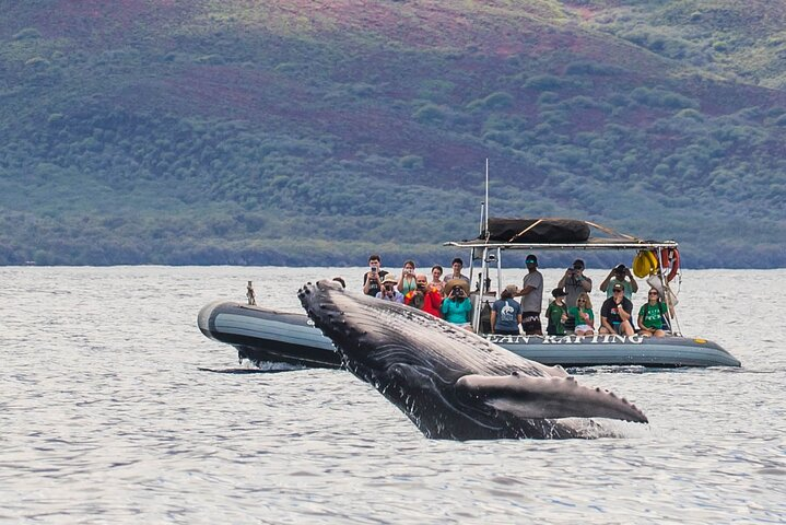 Small group family style Whale Watching tour on eco-rafts in Maui.